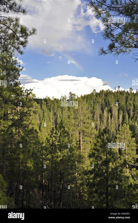 Coconino Forest Blue Ridge Hi Res Stock Photography And Images Alamy