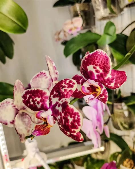 Orchidee während der Ruhephase pflegen Wie Sie Ihre Orchidee pflegen