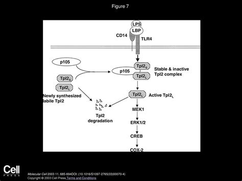 Nf B P Regulates Lipopolysaccharide Stimulated Map Kinase