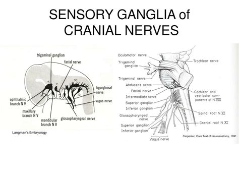 Cranial Nerve Ganglia