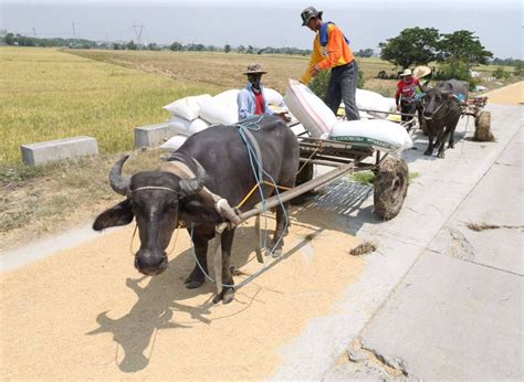 Harvesting palay in Nueva Ecija | The Manila Times