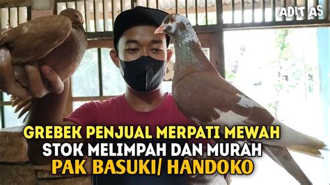 GREBEK PENJUAL MERPATI MURAH STOK MELIMPAH PAK BASUKI YouTube