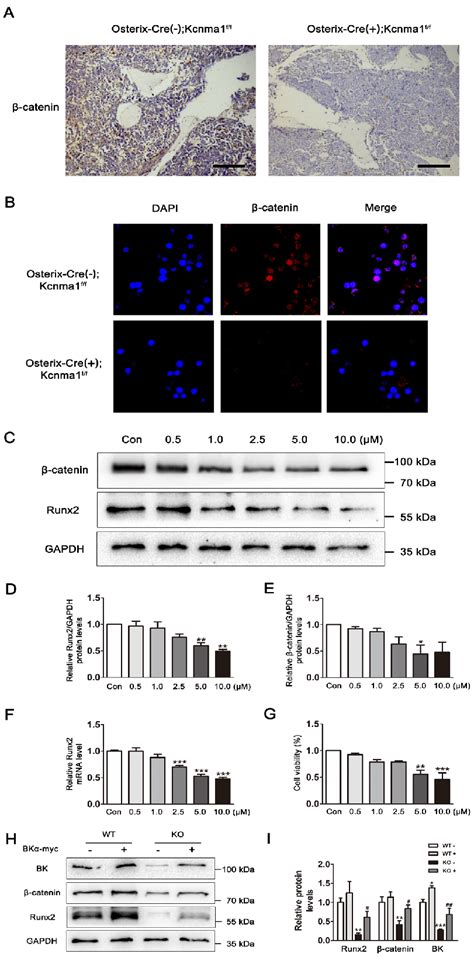 Kcnma Ablation Leads To A Decrease In Catenin A Representative