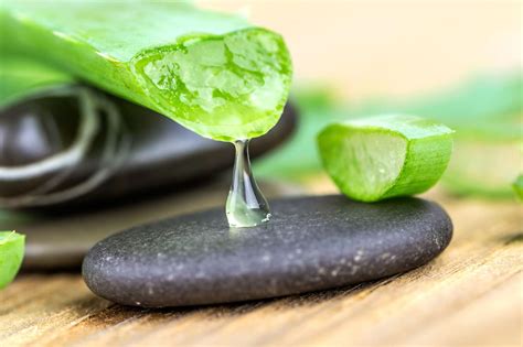 Où placer une Aloe Vera dans la maison