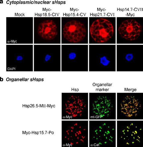 Subcellular Localization Of Shsps Tobacco Protoplasts Were Transiently