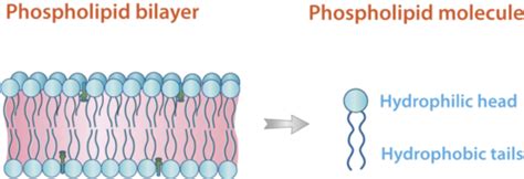 Cell Structures | CK-12 Foundation