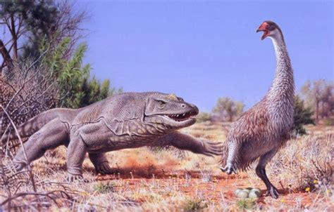 Did Megalania Interact With Humans In Australia Rpaleontology