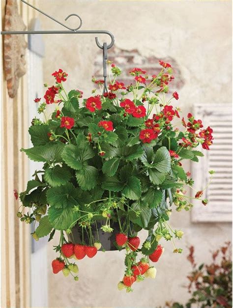 Growing Juicy Strawberries in Hanging Baskets