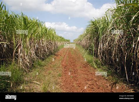 Sugar Plantation At Manuel Sanguilly Pinar Province Cuba Stock Photo