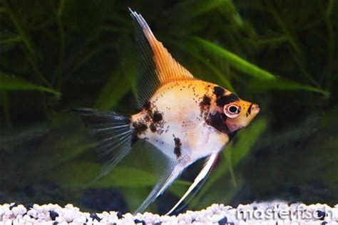 Koi Skalar Pterophyllum Scalare Masterfisch