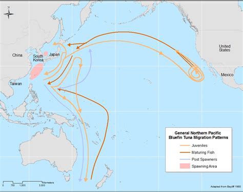 The Great Pacific Migration of Bluefin Tuna | Smithsonian Ocean