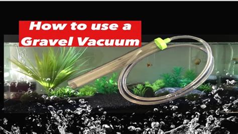 How To Gravel Vac Aquarium A Step By Step Guide For A Clean And