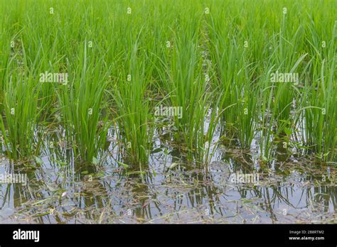 Rice Berry In Farm Thai Black Jasmine Rice Stock Photo Alamy