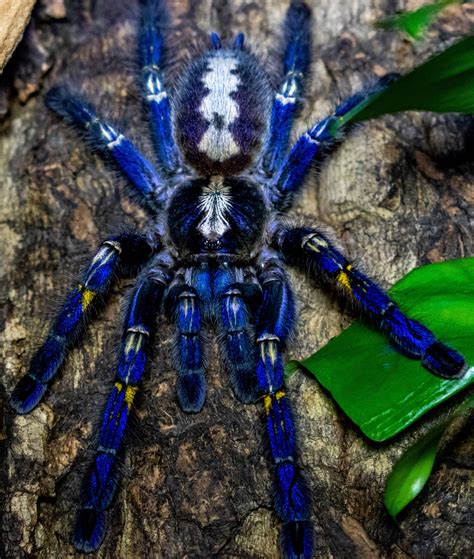 Tarantula Pictures - AZ Animals