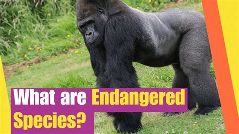 What Are Endangered Species Learn About Endangered Species And