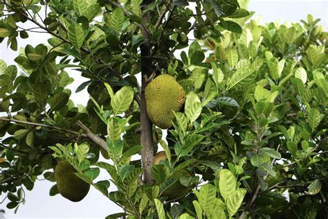 Jackfruit Tree Plant Care And Growing Guide