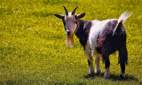 Do Pygmy Goats Have Horns? (Helpful Content) - Goat Owner