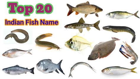 Fish Name L 20 Indian Fishes Name In English With Pictures L All Fish