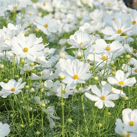 white cosmos flower 13029146 Stock Photo at Vecteezy