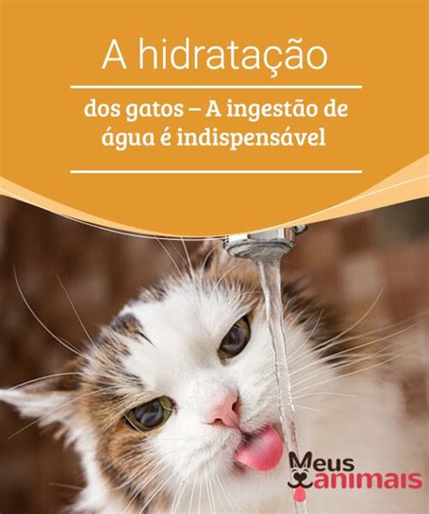 A Hidratação Dos Gatos A Ingestão De água é Indispensável Gatos