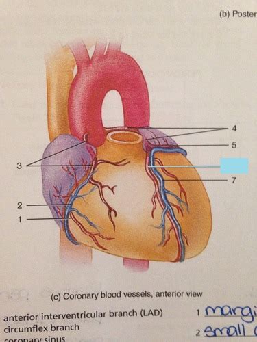 The Heart Flashcards Quizlet