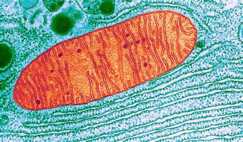 Mitocôndria cloroplasto e endossimbiose Resumo de Biologia