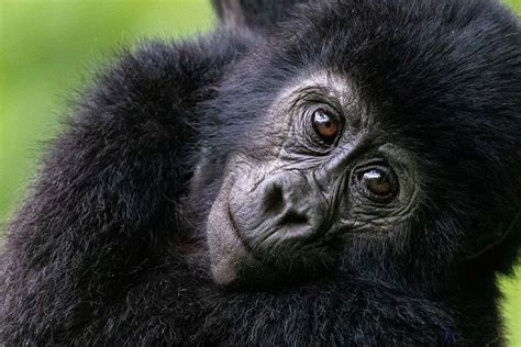 Budget Uganda Gorilla Safari Tours From Kigali Rwanda To Bwindi Uganda