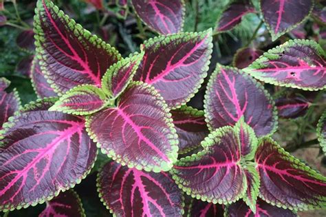 Purple Leaf Plant Identification Top 10 Popular Types 59 Off