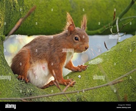 Pregnant Red Squirrel Sciurus Vulgaris With Sunlit Ears Sitting On Lichen Covered Green Boughs