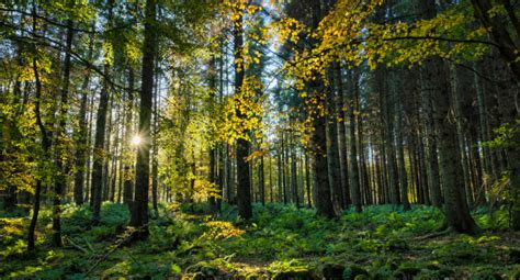 Forestry Scotland launch spatial data hub | Scottish Rural Network