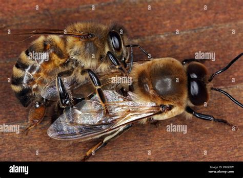 Drone Honey Bees