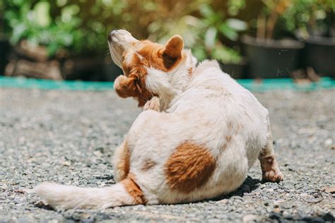 Los Anquilostomas Son Contagiosos Para Otros Perros