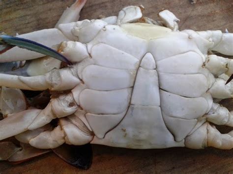 My Fyp Progress Kenali Jenis Ketam