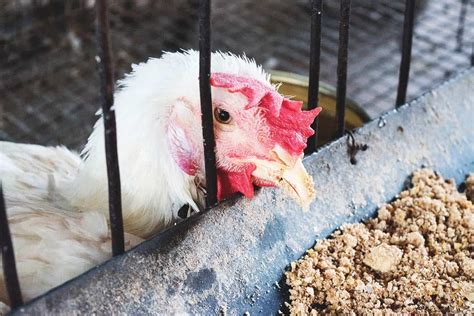 Coccidiosis in Chickens: Symptoms, Treatment, and Prevention