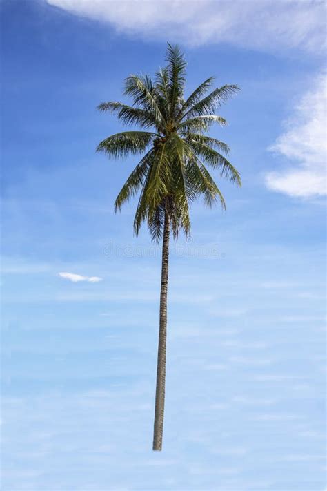 Coconut Tree Growing Up In The Garden Isolated On Blue Background