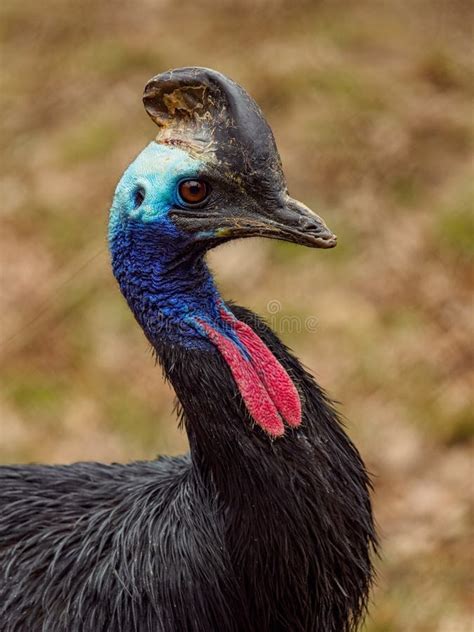 Southern Cassowary Portrait Stock Image Image Of Face Large 235499093