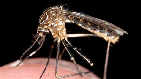 Bairnsdale ulcer: Geelong council starts mosquito control program ...