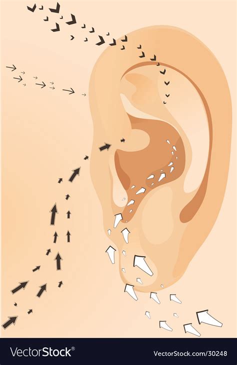 Human Ear Royalty Free Vector Image Vectorstock