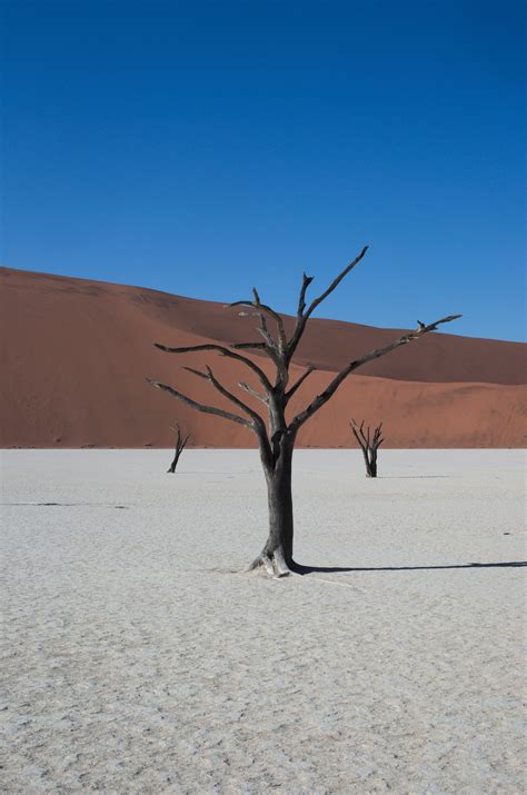 Free Images Beach Landscape Sea Tree Sand Snow Winter Desert