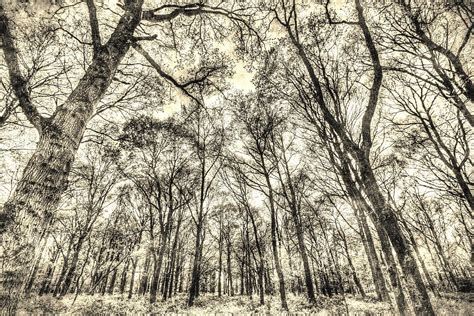 The Sepia Forest Photograph By David Pyatt Fine Art America