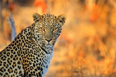 The African Leopard A Guide To Spotting Elusive Cats In Africa