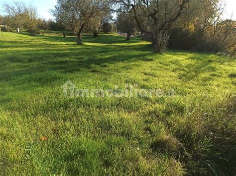 Terreno Edificabile Viale Botanica Monteleone D Orvieto Rif