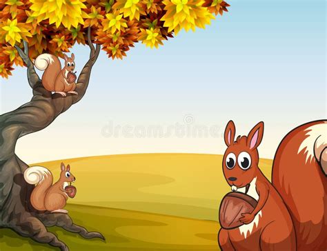 Three Squirrels With Nuts At The Big Tree Stock Vector Image 32202407