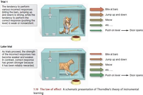 Thorndike Theory