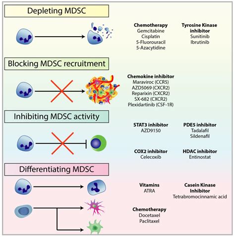 Cells Free Full Text Myeloid Derived Suppressor Cells As A