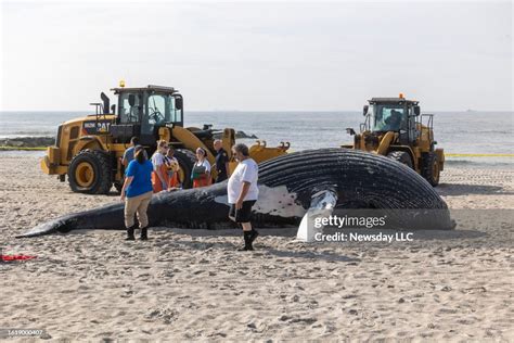 Officials Keep A Watch On A Dead Humpback Whale That Had Washed News Photo Getty Images