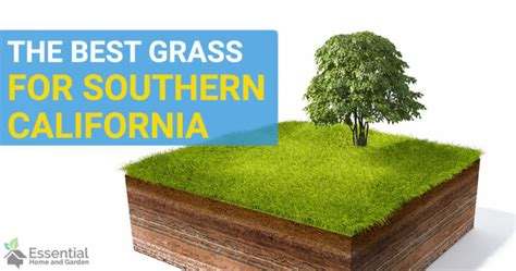 Choosing The Best Grass For Southern California Essential Home And Garden