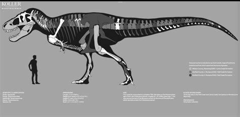 A Visit With Trinity The T Rex