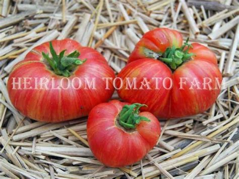 Heirloom Tomato® Dwarf Firebird Sweet エアルーム・トマト・ドワーフ・ファイヤーバード・スイートbi C