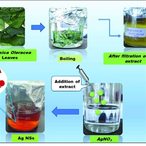 Schematic Showing The Stepwise Process For Green Synthesis Of Ag Nss